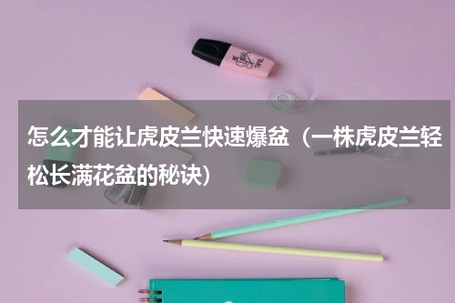 怎么才能让虎皮兰快速爆盆（一株虎皮兰轻松长满花盆的秘诀）