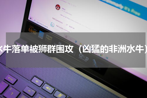 水牛落单被狮群围攻（凶猛的非洲水牛）