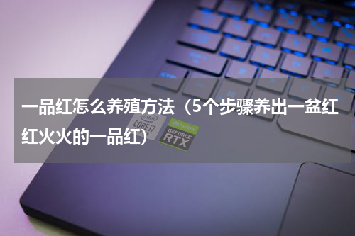 一品红怎么养殖方法（5个步骤养出一盆红红火火的一品红）
