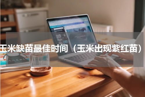 玉米缺苗最佳时间（玉米出现紫红苗）