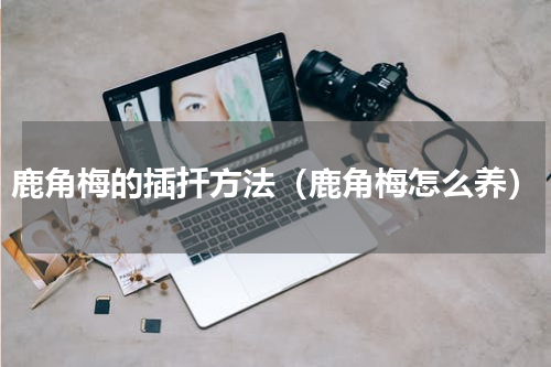 鹿角梅的插扦方法（鹿角梅怎么养）