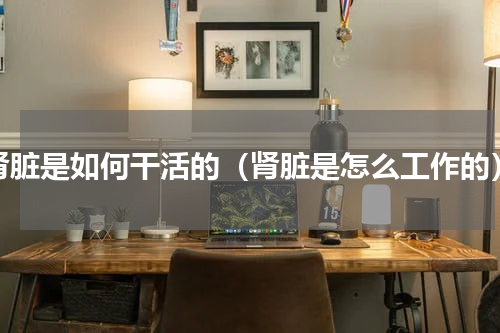 肾脏是如何干活的（肾脏是怎么工作的）