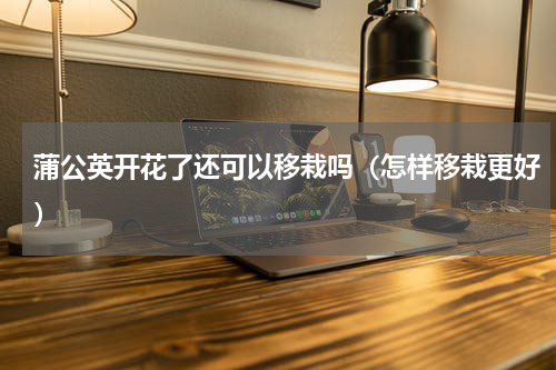 蒲公英开花了还可以移栽吗（怎样移栽更好）