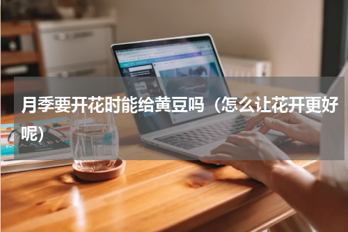 月季要开花时能给黄豆吗（怎么让花开更好呢）