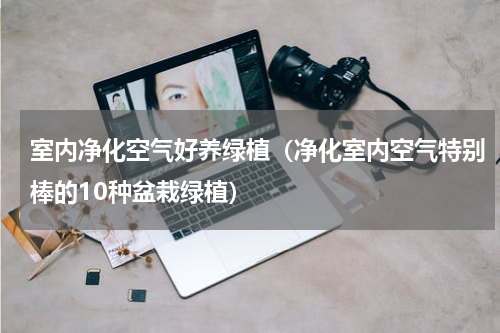 室内净化空气好养绿植（净化室内空气特别棒的10种盆栽绿植）