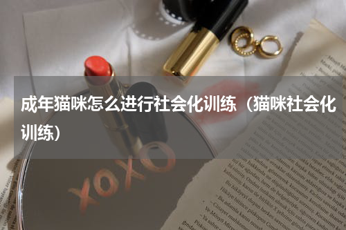 成年猫咪怎么进行社会化训练（猫咪社会化训练）