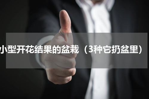 小型开花结果的盆栽（3种它扔盆里）