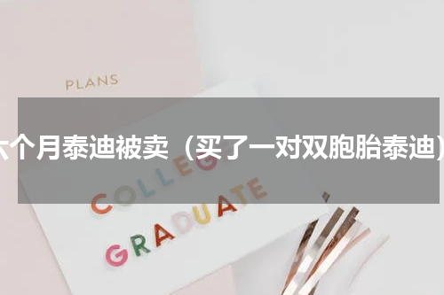 六个月泰迪被卖（买了一对双胞胎泰迪）