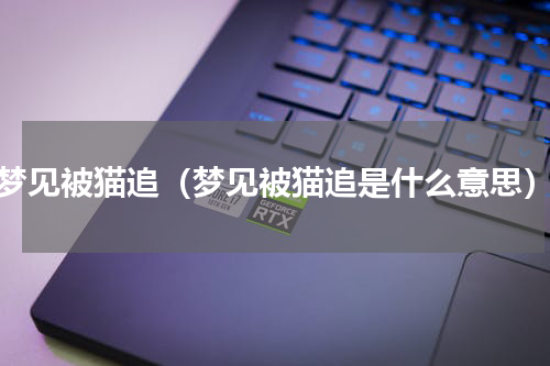 梦见被猫追（梦见被猫追是什么意思）