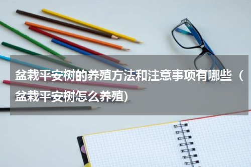盆栽平安树的养殖方法和注意事项有哪些（盆栽平安树怎么养殖）