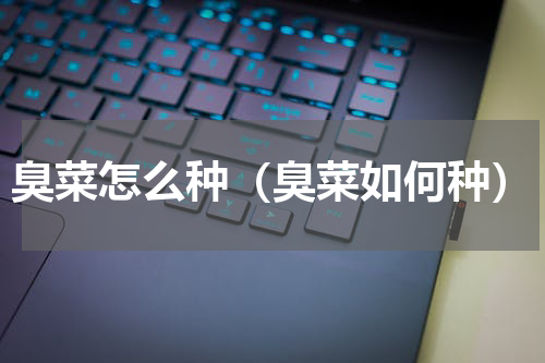臭菜怎么种（臭菜如何种）