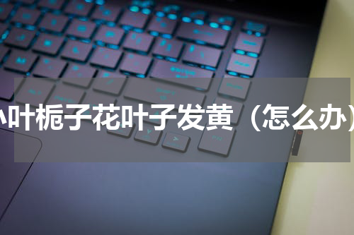 小叶栀子花叶子发黄（怎么办）