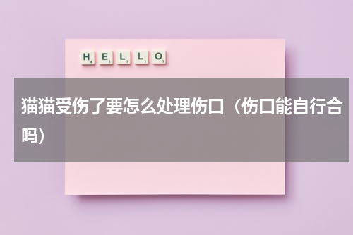 猫猫受伤了要怎么处理伤口（伤口能自行合吗）