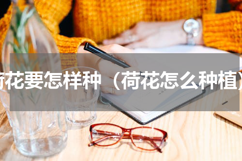 荷花要怎样种（荷花怎么种植）