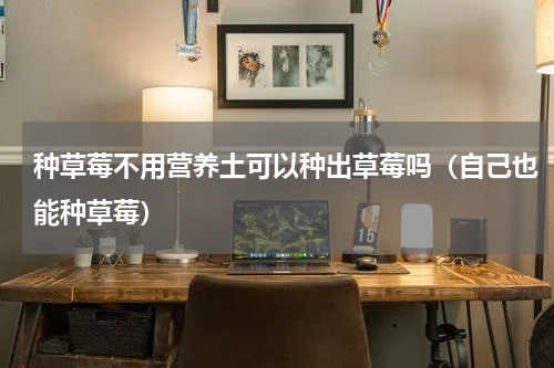 种草莓不用营养土可以种出草莓吗（自己也能种草莓）