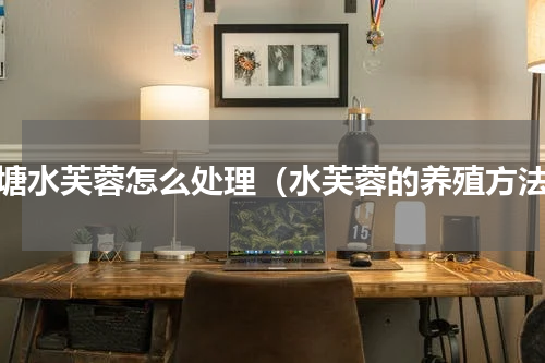 鱼塘水芙蓉怎么处理（水芙蓉的养殖方法）