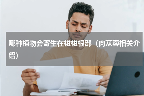 哪种植物会寄生在梭梭根部（肉苁蓉相关介绍）