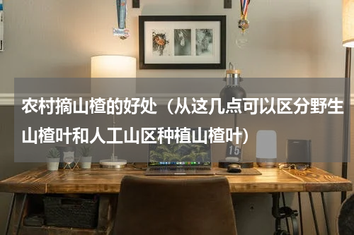 农村摘山楂的好处（从这几点可以区分野生山楂叶和人工山区种植山楂叶）