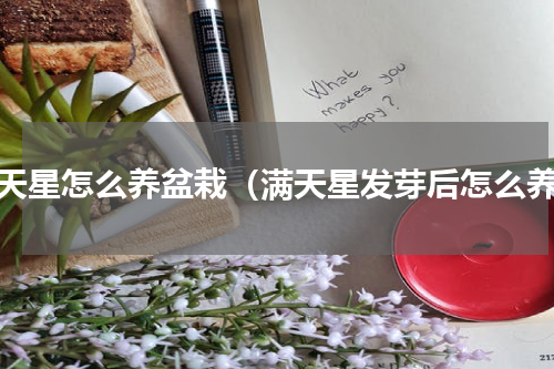 满天星怎么养盆栽（满天星发芽后怎么养）