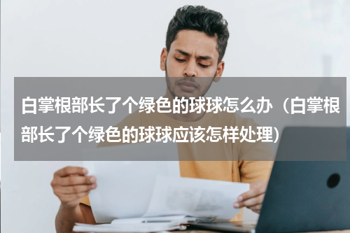 白掌根部长了个绿色的球球怎么办（白掌根部长了个绿色的球球应该怎样处理）