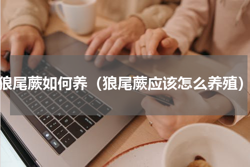 狼尾蕨如何养（狼尾蕨应该怎么养殖）