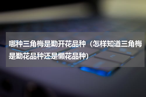 哪种三角梅是勤开花品种（怎样知道三角梅是勤花品种还是懒花品种）