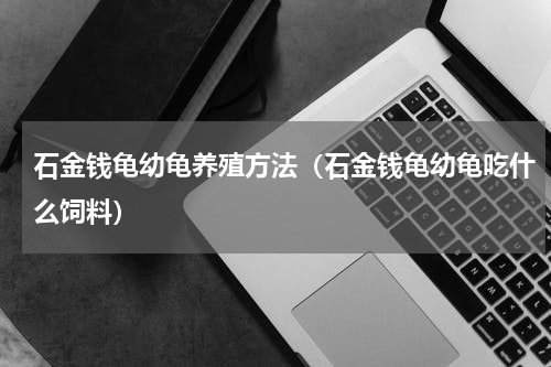 石金钱龟幼龟养殖方法（石金钱龟幼龟吃什么饲料）
