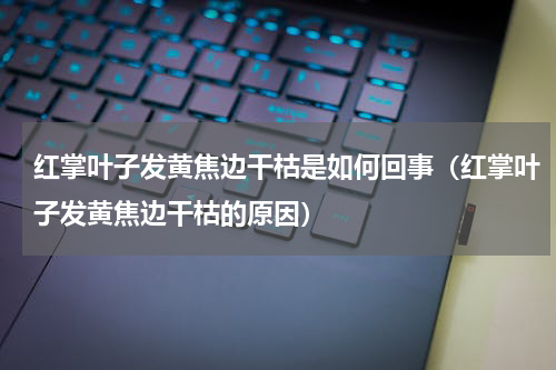 红掌叶子发黄焦边干枯是如何回事（红掌叶子发黄焦边干枯的原因）