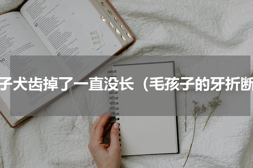 孩子犬齿掉了一直没长（毛孩子的牙折断）