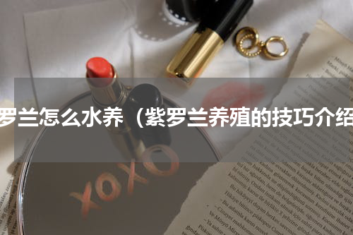 紫罗兰怎么水养（紫罗兰养殖的技巧介绍）