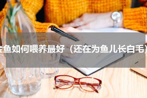 金鱼如何喂养最好（还在为鱼儿长白毛）