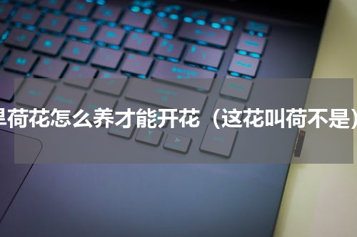 旱荷花怎么养才能开花（这花叫荷不是）