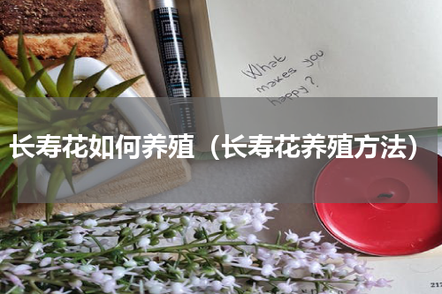 长寿花如何养殖（长寿花养殖方法）