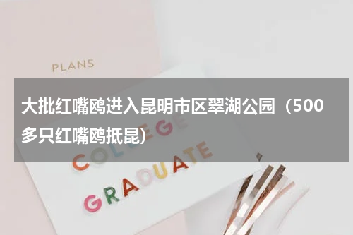大批红嘴鸥进入昆明市区翠湖公园（500多只红嘴鸥抵昆）