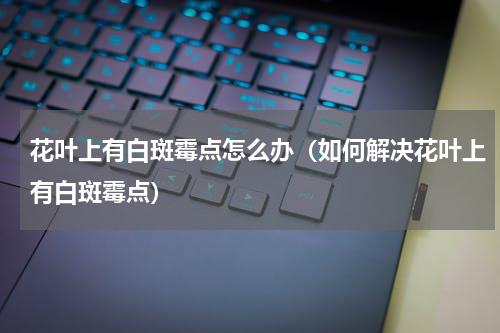 花叶上有白斑霉点怎么办（如何解决花叶上有白斑霉点）