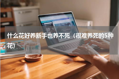 什么花好养新手也养不死（很难养死的5种花）