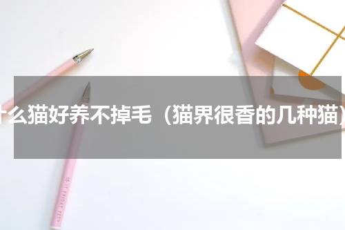 什么猫好养不掉毛（猫界很香的几种猫）