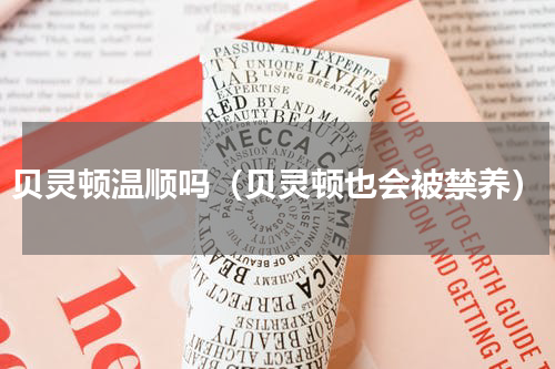 贝灵顿温顺吗（贝灵顿也会被禁养）