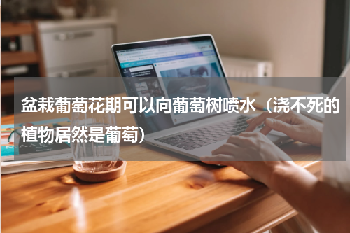 盆栽葡萄花期可以向葡萄树喷水（浇不死的植物居然是葡萄）