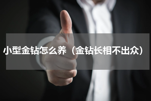 小型金钻怎么养（金钻长相不出众）