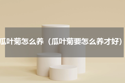 瓜叶菊怎么养（瓜叶菊要怎么养才好）