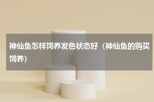 神仙鱼怎样饲养发色状态好（神仙鱼的购买饲养）