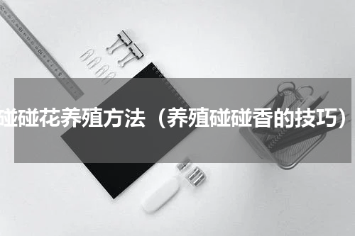 碰碰花养殖方法（养殖碰碰香的技巧）