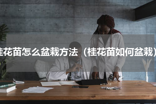 桂花苗怎么盆栽方法（桂花苗如何盆栽）