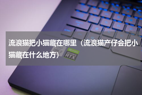 流浪猫把小猫藏在哪里（流浪猫产仔会把小猫藏在什么地方）