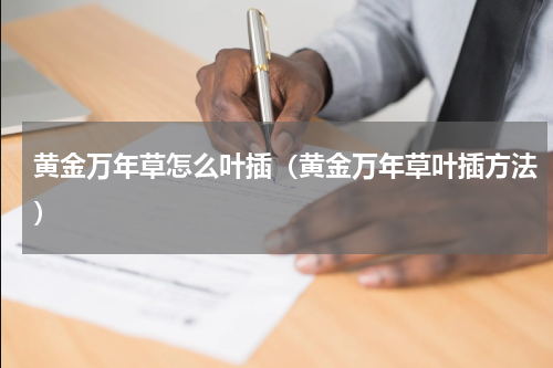 黄金万年草怎么叶插（黄金万年草叶插方法）
