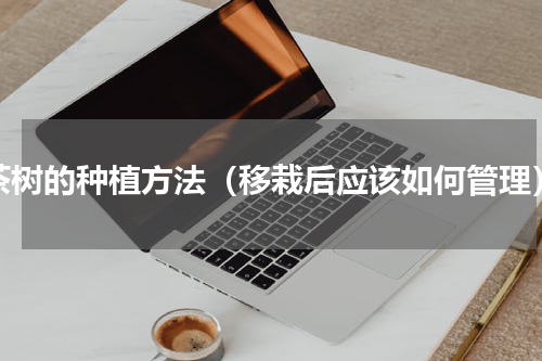 茶树的种植方法（移栽后应该如何管理）
