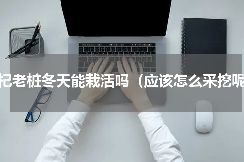 枸杞老桩冬天能栽活吗（应该怎么采挖呢）