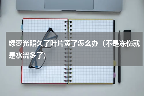绿萝光照久了叶片黄了怎么办（不是冻伤就是水浇多了）