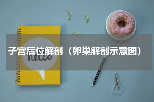 子宫后位解剖（卵巢解剖示意图）